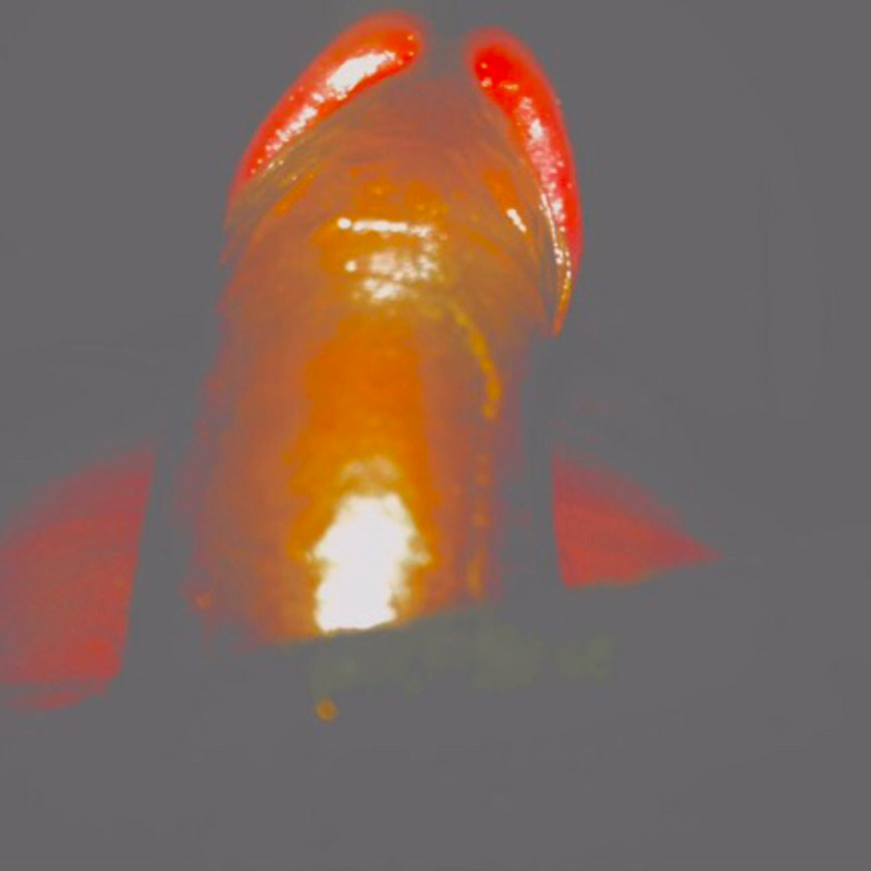 Aklave